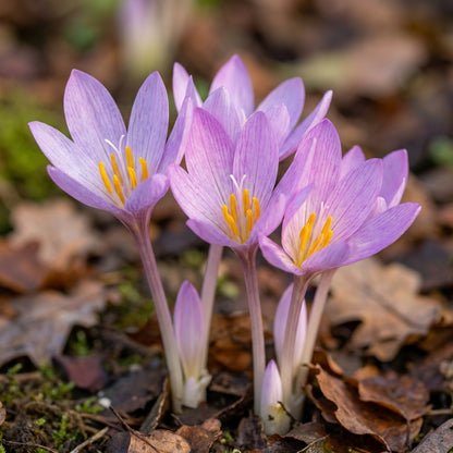 Colchicum Cupanii Flower Seeds - Autumn Flower Seeds for Garden