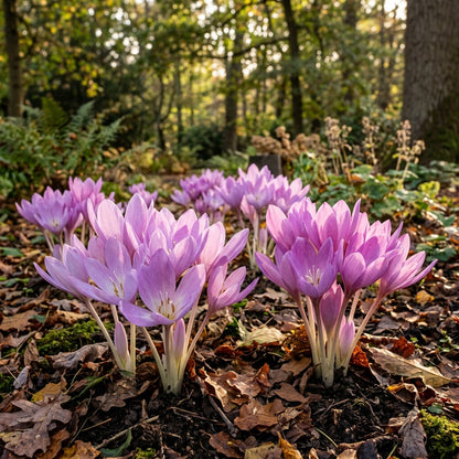 Colchicum Speciosum Bornmuelleri Flower Seeds For Planting