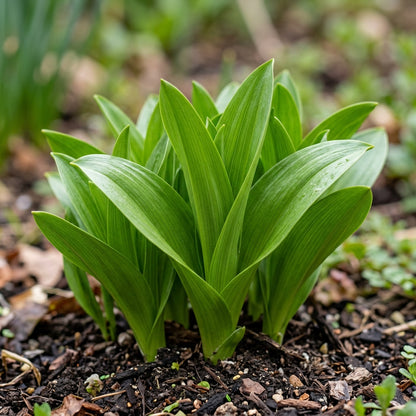 Colchicum Speciosum Bornmuelleri Flower Seeds For Planting