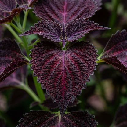 Coleus Black Dragon Lulu Seeds for Planting