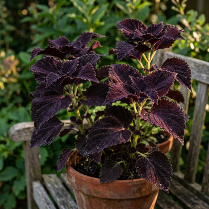 Coleus Black Dragon Lulu Seeds for Planting