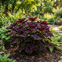 Coleus Black Dragon Lulu Seeds for Planting