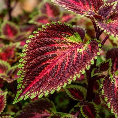 Coleus Kong Red Seeds for Planting
