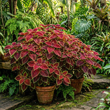 Coleus Kong Red Seeds for Planting