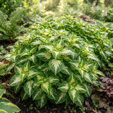 Coleus Wizard Jade Seeds for Planting