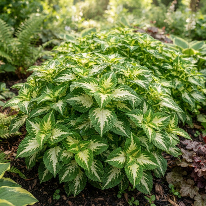 Coleus Wizard Jade Seeds for Planting