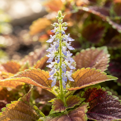 Coleus Wizard Sunset Seeds for Garden Planting