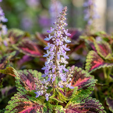 Coleus Giant Exhibition Mix Seeds for Planting