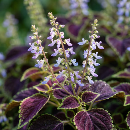 Coleus Trailing Purple Seeds for Planting