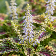 Coleus Flower Seeds for Planting