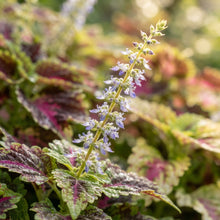 Variegated Coleus Seeds for Planting
