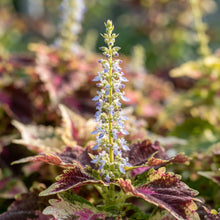 Variegated Coleus Seeds for Planting