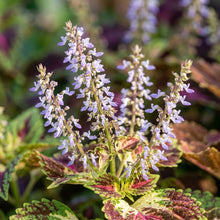 Plectranthus Coleus Mixed Color Seeds for Planting