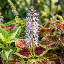 Plectranthus Coleus Mixed Color Seeds for Planting