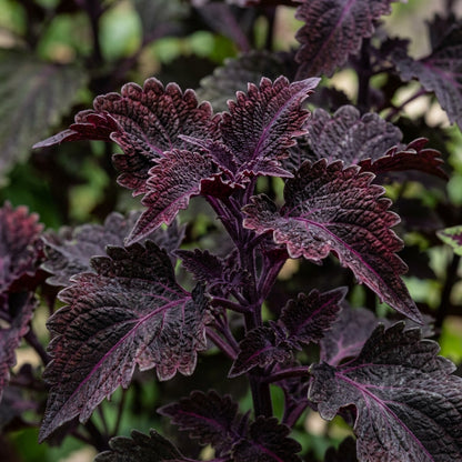Coleus Black Dragon Lulu Seeds for Planting