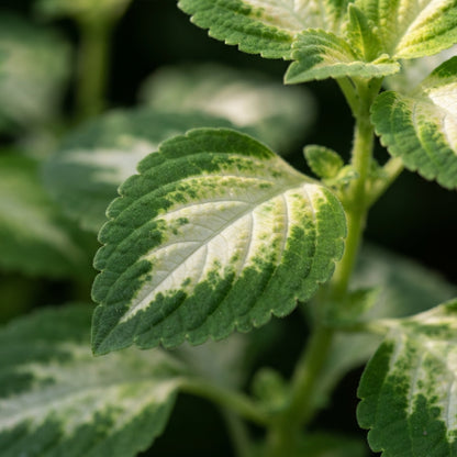Coleus Wizard Jade Seeds for Planting
