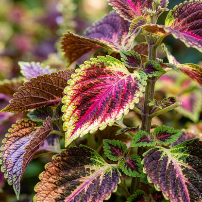 Plectranthus Coleus Mixed Color Seeds for Planting