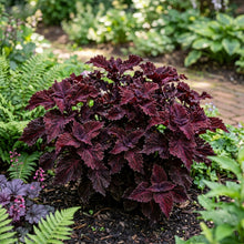 Coleus Black Dragon Seeds for Planting - Ornamental Foliage Plant