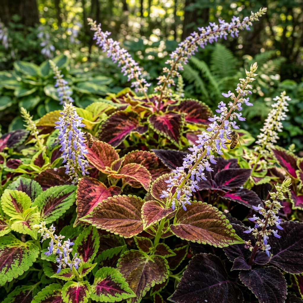 Coleus Giant Exhibition Mix Seeds for Planting