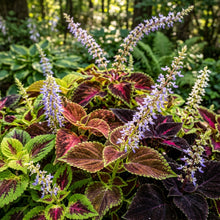 Coleus Giant Exhibition Mix Seeds for Planting