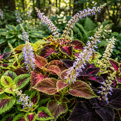 Coleus Giant Exhibition Mix Seeds for Planting