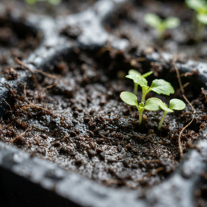 Coleus Flower Seeds for Planting