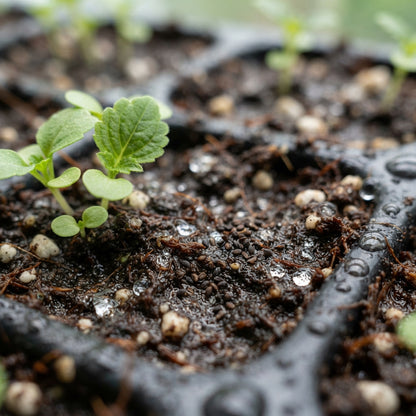 Coleus Wizard Jade Seeds for Planting