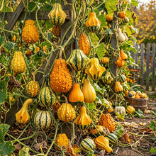 Colorful Ornamental Gourd Mix Seeds – Gourd Seeds for Home Garden