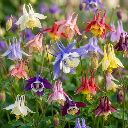 Columbine Flower Seeds - Columbine Flower Seeds for Garden