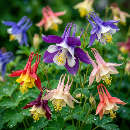 Columbine Flower Seeds - Columbine Flower Seeds for Garden