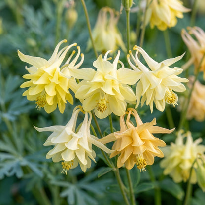 Aquilegia Vulgaris Sunbeams Columbine Flower Seeds