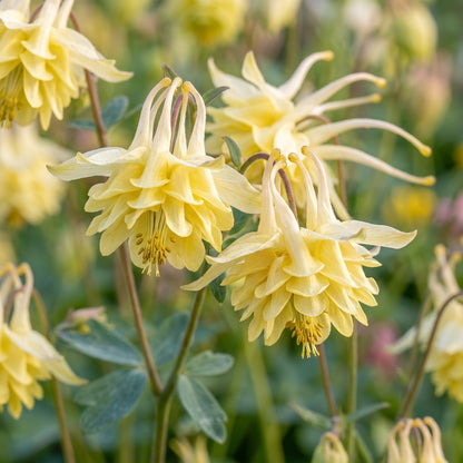 Aquilegia Vulgaris Sunbeams Columbine Flower Seeds