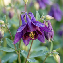 Aquilegia Royal Purple Columbine Seeds