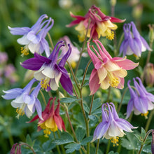 Aquilegia Cottage Garden Mix Flower Seeds For Planting