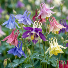 Aquilegia Cottage Garden Mix Flower Seeds For Planting