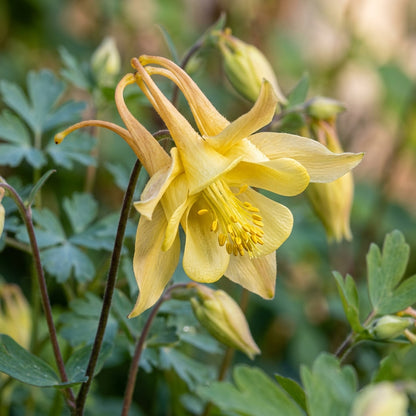Aquilegia Vulgaris Alchemists Gold Columbine Flower Seeds