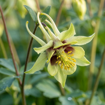 Aquilegia Viridiflora Columbine Flower Seeds