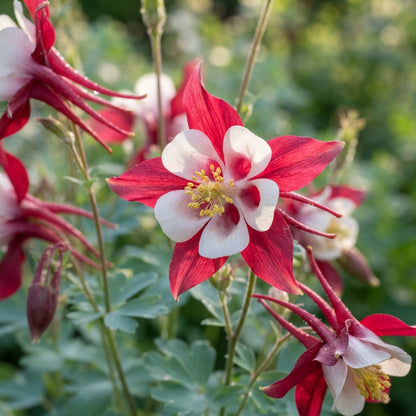Columbine Crimson Star Flower Seeds