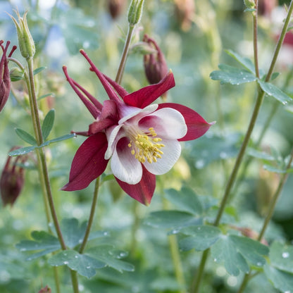 Columbine Crimson Star Flower Seeds