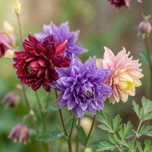 Aquilegia Starburst Mixed Flower Seeds For Planting