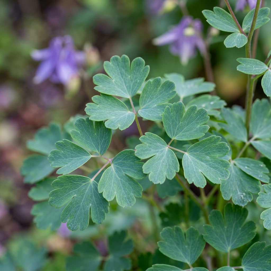 Aquilegia Royal Purple Columbine Seeds