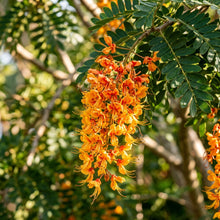 Colvillea racemosa (Flamingo Tree) Seeds for Planting