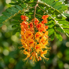 Colvillea racemosa (Flamingo Tree) Seeds for Planting