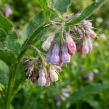 Symphytum officinale Comfrey Seeds for Planting