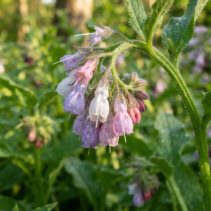 Symphytum officinale Comfrey Seeds for Planting
