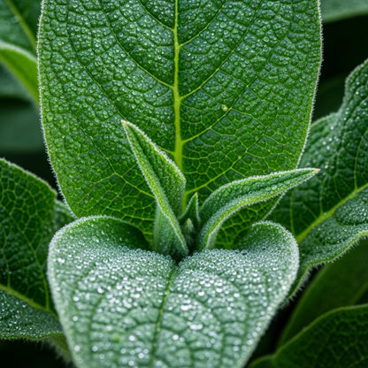 Comfrey Herb Seeds for Outdoor Herb Garden Planting