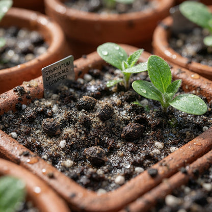 Symphytum officinale Comfrey Seeds for Planting