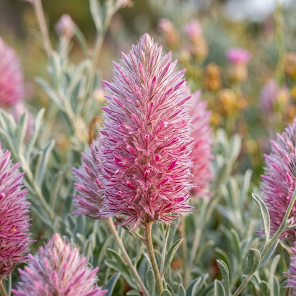 Compacted Featherflower Wildflower Seeds For Planting