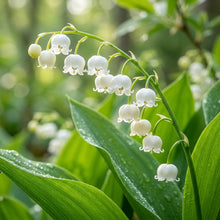 Valley Flower Seeds - Bell Shaped Flower Seeds for Garden