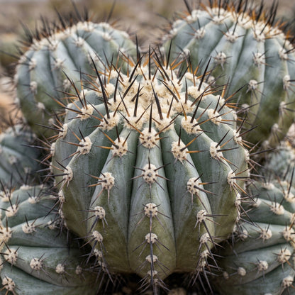 Copiapoa Cactus Seeds for Planting